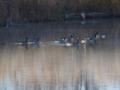 Branta canadensis