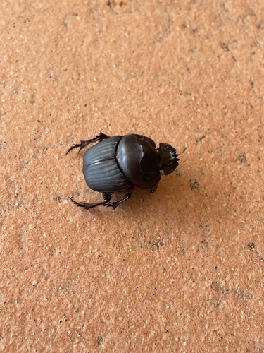 Coprophanaeus pecki