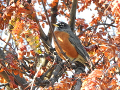 Turdus migratorius