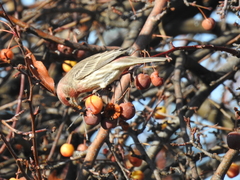 Haemorhous mexicanus