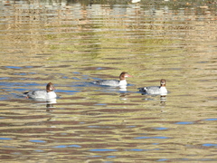 Mergus merganser