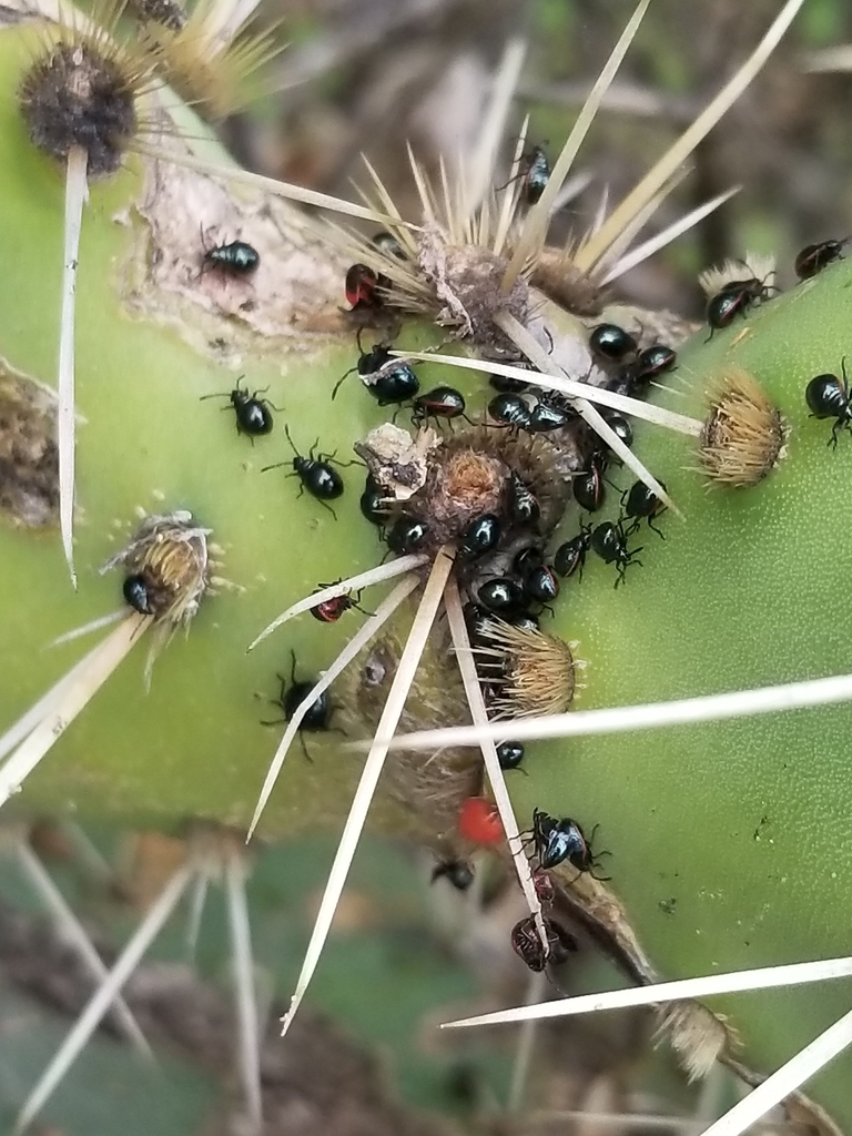 California Bordered Plant Bug From North City San Diego CA USA On   Large 