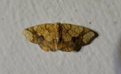 Nematocampa