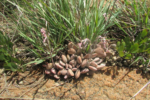 Image of Cliff Adromischus (Adromischus umbraticola) by (c) James Deacon, some rights reserved (CC BY-SA)