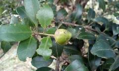 Ilex crenata crenata