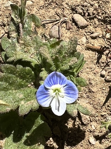 iNaturalist observation photo of bird's-eye speedwell