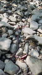 Sistrurus miliarius streckeri