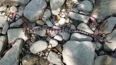 Sistrurus miliarius streckeri