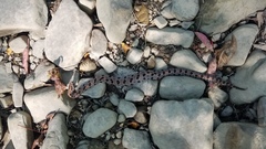 Sistrurus miliarius streckeri