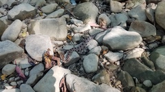 Sistrurus miliarius streckeri