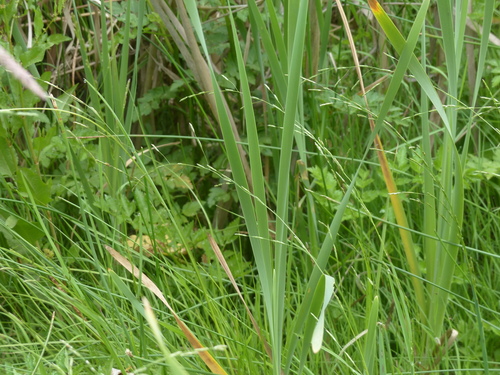 Glyceria occidentalis iNat (1)