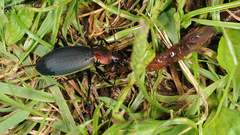 Carabus jankowskii