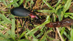 Carabus jankowskii
