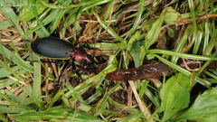 Carabus jankowskii