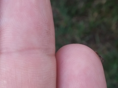 Pseudomyrmex oculatus