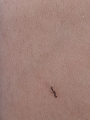 Pseudomyrmex oculatus