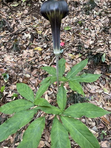Arisaema mayebarae iNat (1)