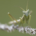 Iberian Mantis - Photo (c) Alvaro Oporto, some rights reserved (CC BY-NC-ND)