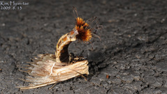 Dudusa sphingiformis