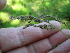 Glyceria elata