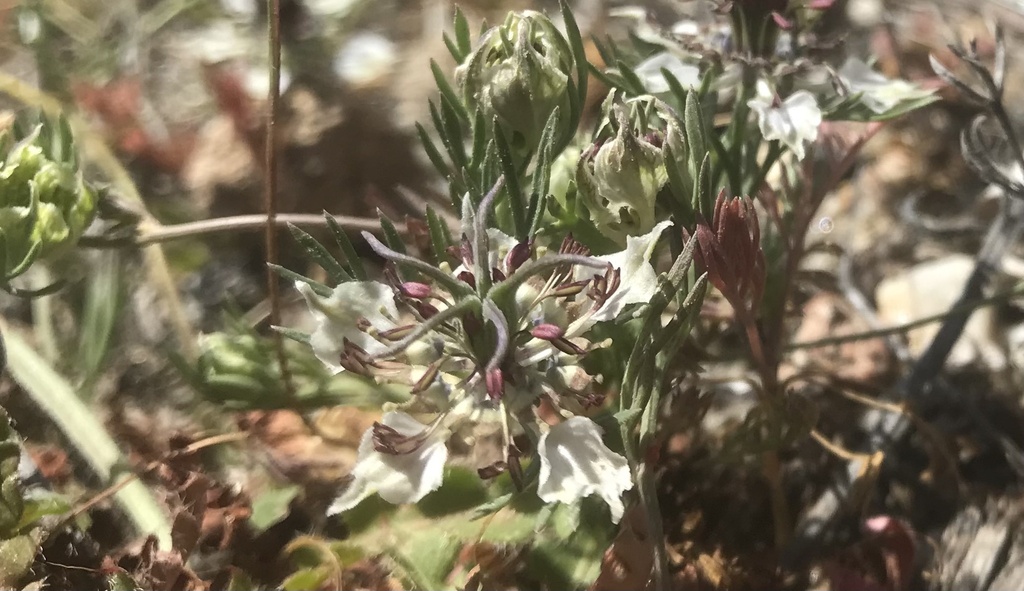 Nigella carpatha