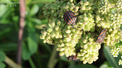 Graphosoma rubrolineatum