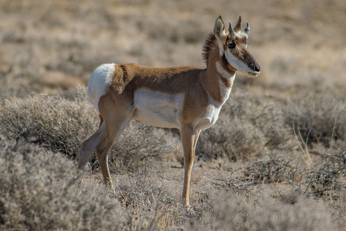 Pronghorn photographed in Nevada