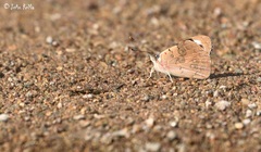 Diaethria bacchis