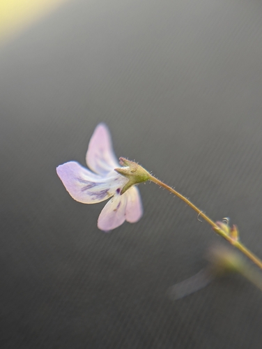Image of Tonella floribunda by (c) My-Lan Le, some rights reserved (CC BY)
