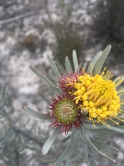 Leucospermum parile