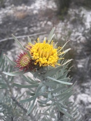 Leucospermum parile