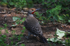 Colaptes auratus