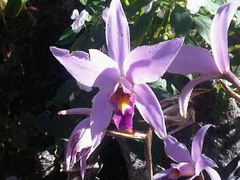 Laelia anceps