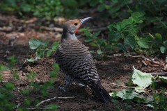 Colaptes auratus