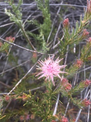 Diastella proteoides