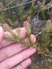 Diastella proteoides