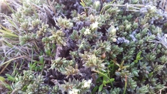 Pimelea sericeovillosa pulvinaris
