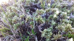Pimelea sericeovillosa pulvinaris