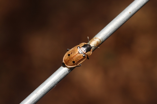 Four-spotted Carrion Beetle, Hilversum, Nederland, photo 9 of 10