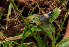 Chauliognathus tripartitus