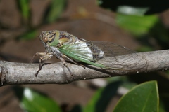 Arunta interclusa