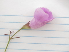 Agalinis peduncularis