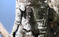 Atrapsalta corticina