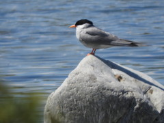 Chlidonias albostriatus