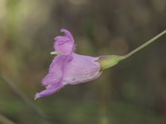 Agalinis peduncularis