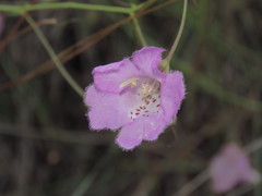 Agalinis peduncularis