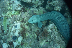 Wolf-Eel photo 3