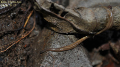 Australopacifica