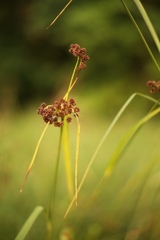 Scirpus atrovirens