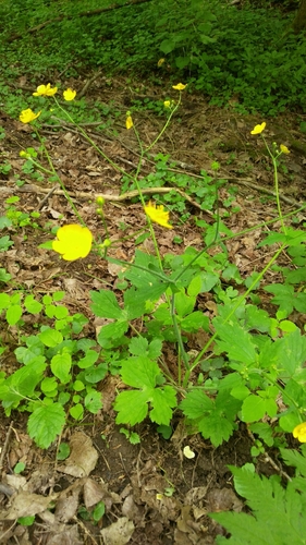 Ranunculus lanuginosus iNat (3)